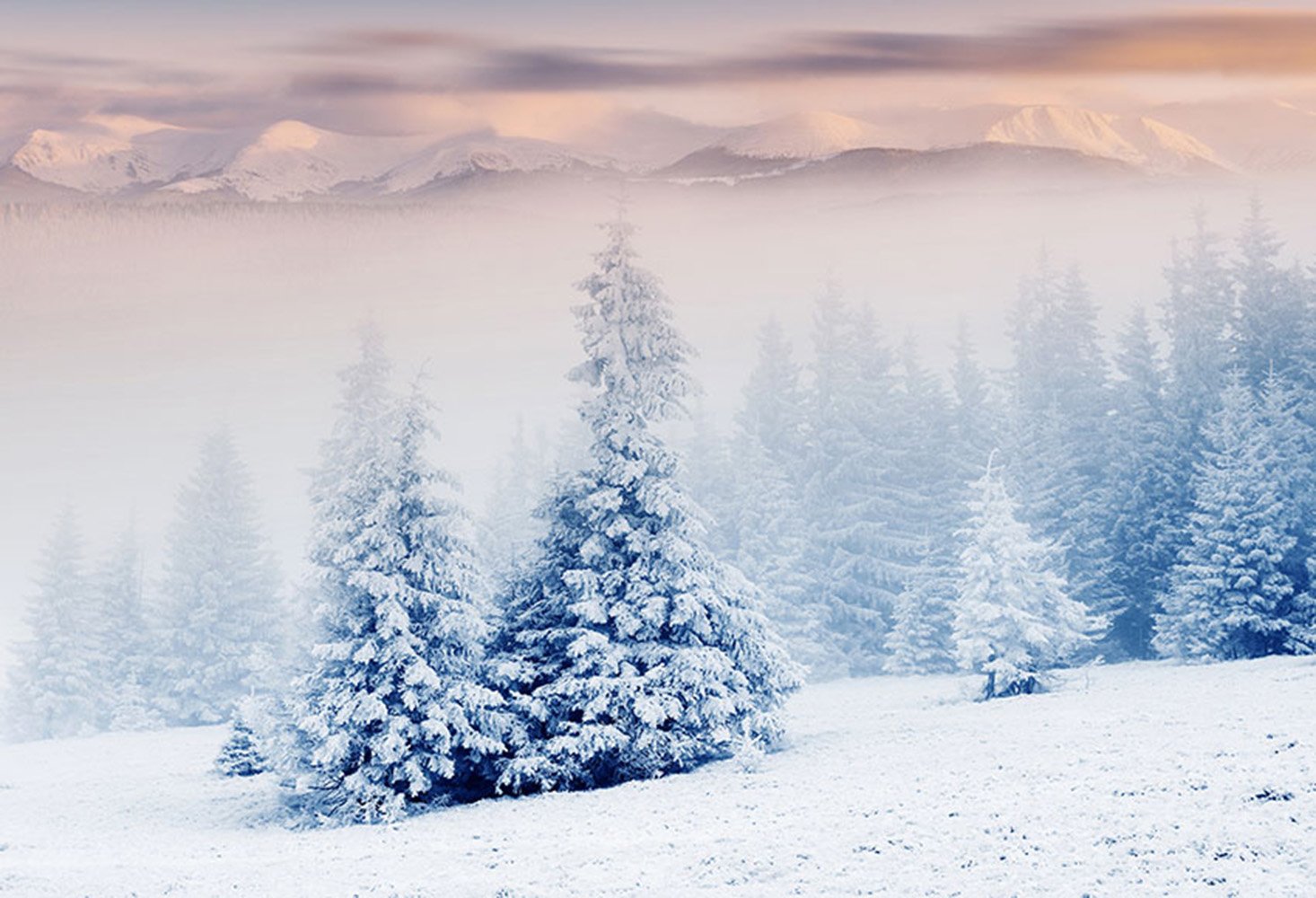 snow scenes photo backdrop winter snow road forest photography background interior decoration photo booth props Merry Xmas backdrops