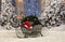 Décors de noël pour la photographie toile de fond de noël neige hiver Photocall fond Photo Studio arbre de noël toile de fond 
