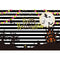 trick or treat backdrops halloween party photo booth backdrop black white streaks backdrop for picture Pumpkin Lantern photography background for child photo props