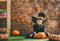 Joyeux Halloween photographie toile de fond citrouille lanternes bois enfants enfants fête Photo Studio toile de fond Photo accessoire