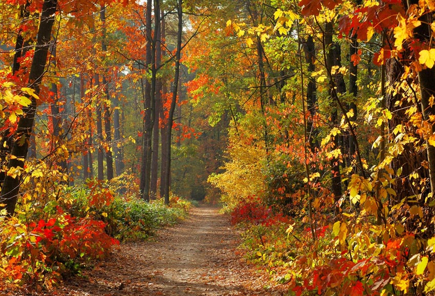Autumn Landscape Photography Backgrounds Fall Forest Yellow Photo Background Studio Photographic Backdrops Scene