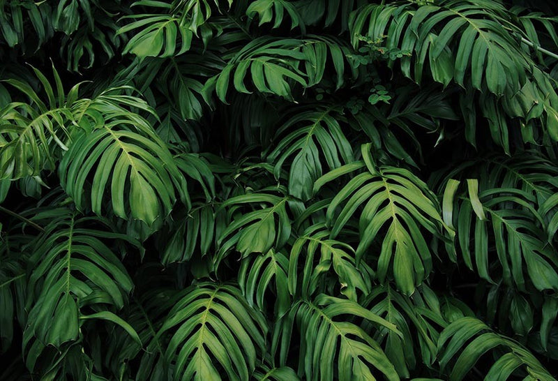 Tropical Forest Green Plants Leaves Foliage Photography Backdrops Photographic Backgrounds Birthday Photocall Photo Props