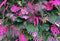 Forêt tropicale rouge vert plantes feuilles feuillage photographie arrière-plans photographiques anniversaire Photo accessoires
