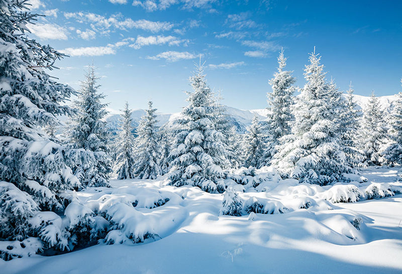 Snowscape Backdrop Winter Tree Snow Scenes Photography Background For Photo Studio Vinyl Photo Backdrops