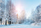 forest snow landscape photo backdrop winter snow road trees photography background interior decoration photo booth props Merry Xmas backdrops