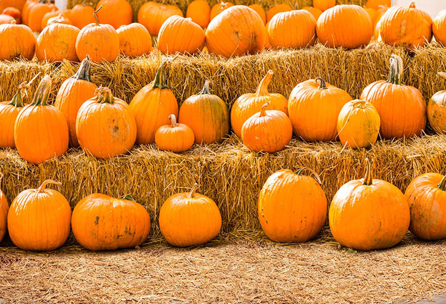 halloween theme photo booth backdrop Pumpkin Lantern backdrop for picture kids photography background Pumpkin 10x8 photo props party