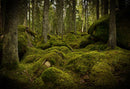 wild photo backdrop enchanted forest 8ft photo booth props nature scenery photography background travel vinyl backdrops for picture summer trees background scenes