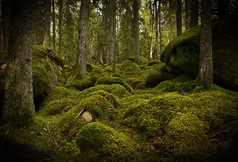 wild photo backdrop enchanted forest 8ft photo booth props nature scenery photography background travel vinyl backdrops for picture summer trees background scenes
