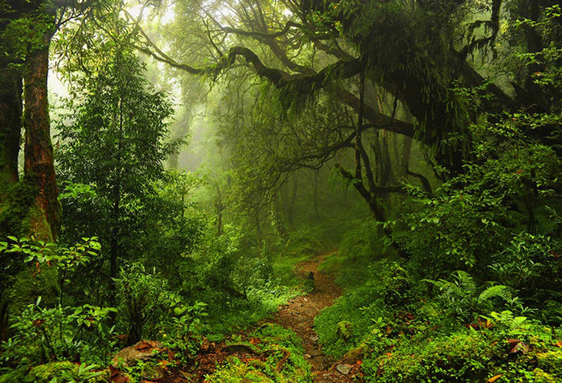 wild photo backdrop enchanted forest 8ft photo booth props nature scenery photography background travel vinyl backdrops for picture summer trees background scenes